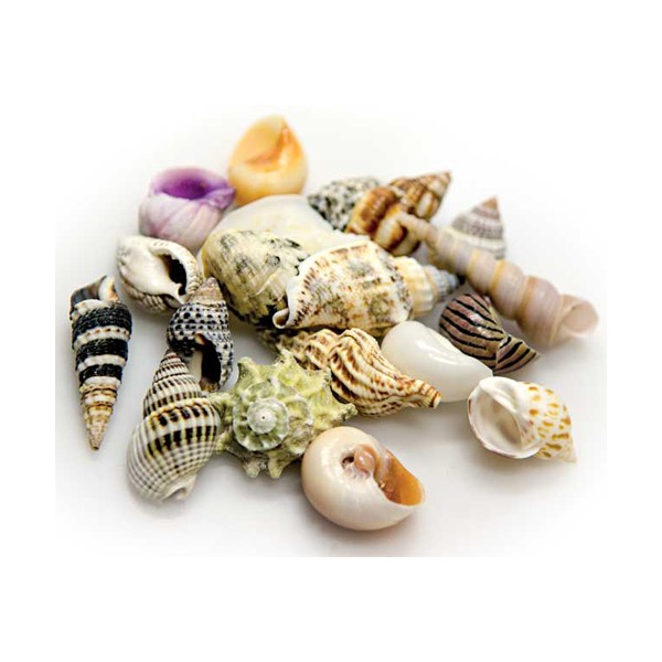 Hobby Sea Shells Set S (2-3 cm,20 Stück)