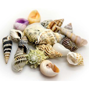 Hobby Sea Shells Set S (2-3 cm,20 Stück)