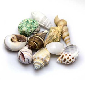 Hobby Sea Shells Set L (4 - 6cm,5 Stück)